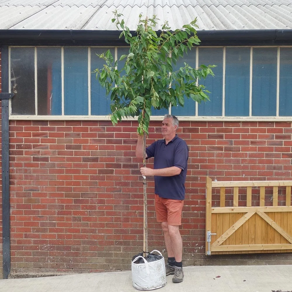 Prunus 'Pink Perfection' Tree - Image 3