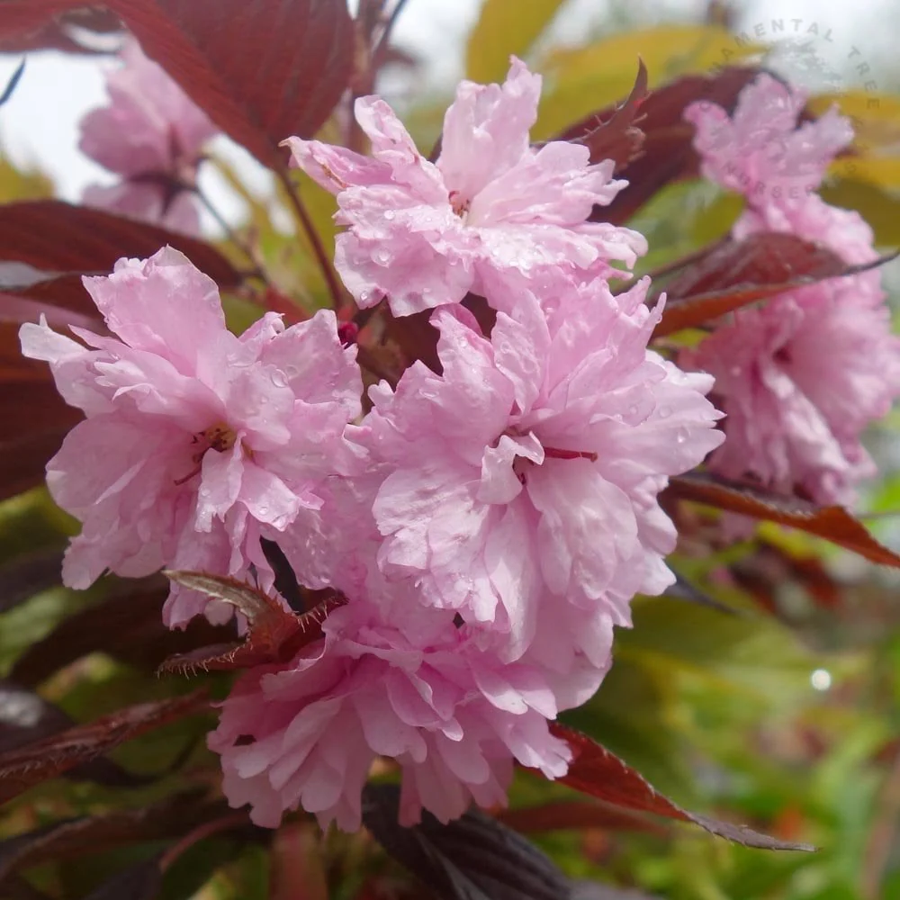 Prunus 'Royal Burgundy' Tree - Image 3