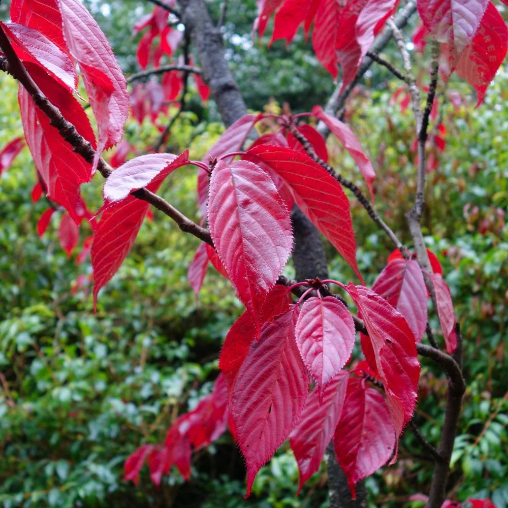 Prunus 'Royal Burgundy' Tree - Image 4