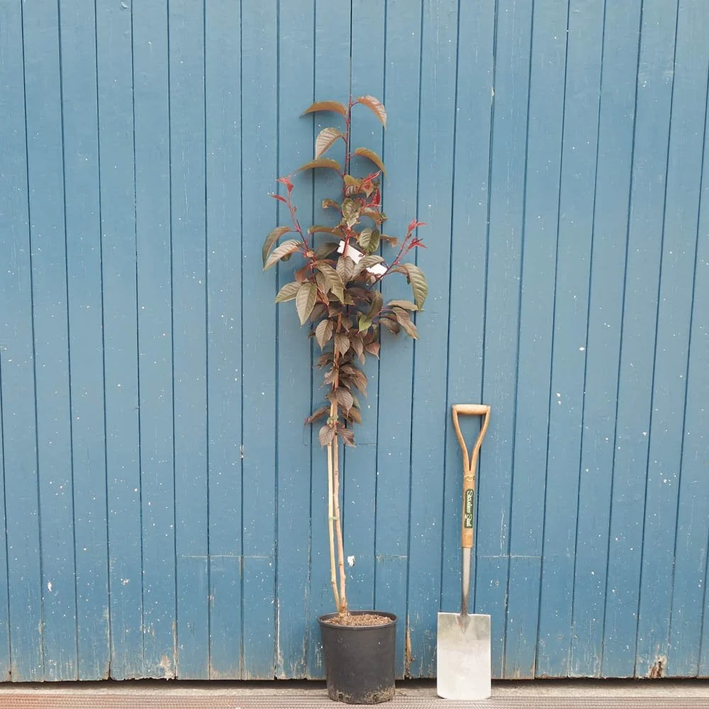 Prunus 'Royal Burgundy' Tree - Image 5