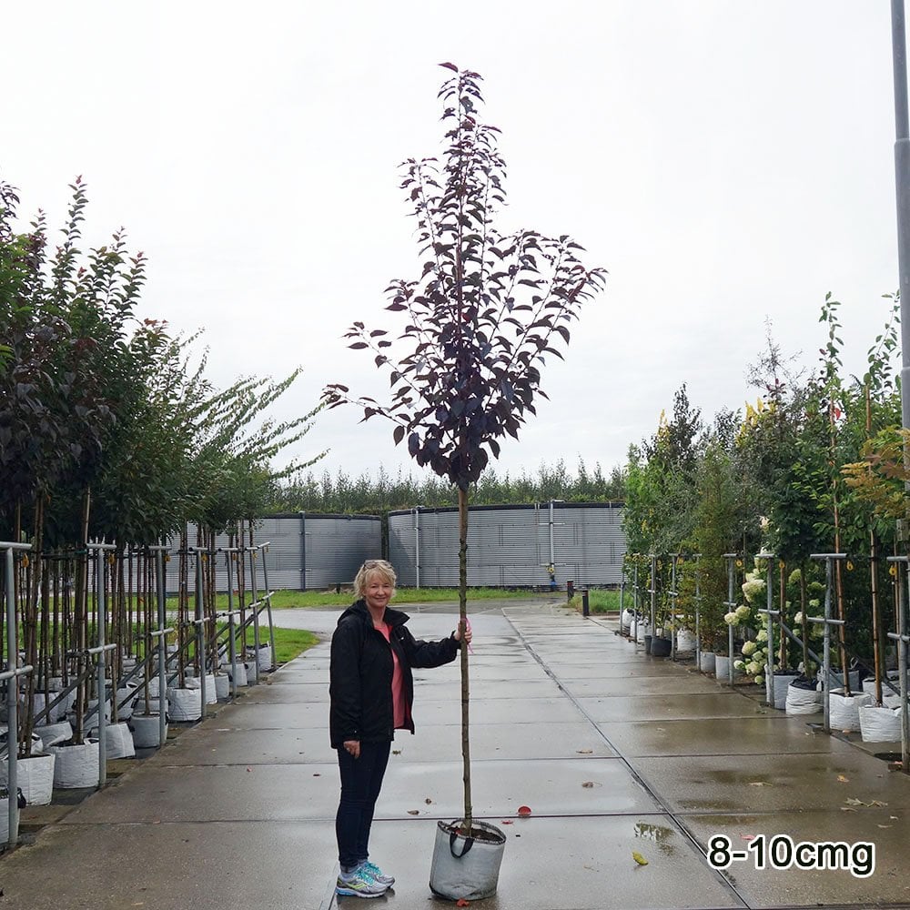 Prunus 'Royal Burgundy' Tree - Image 6