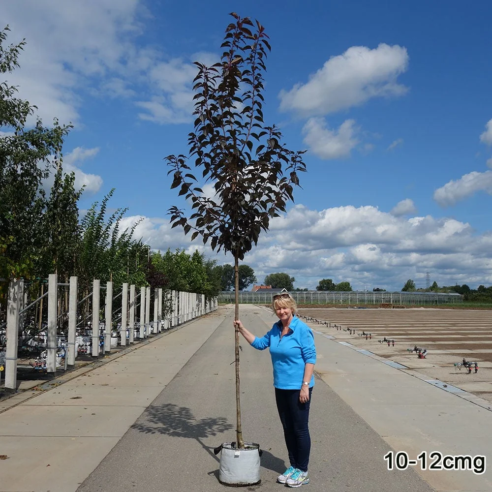 Prunus 'Royal Burgundy' Tree - Image 7