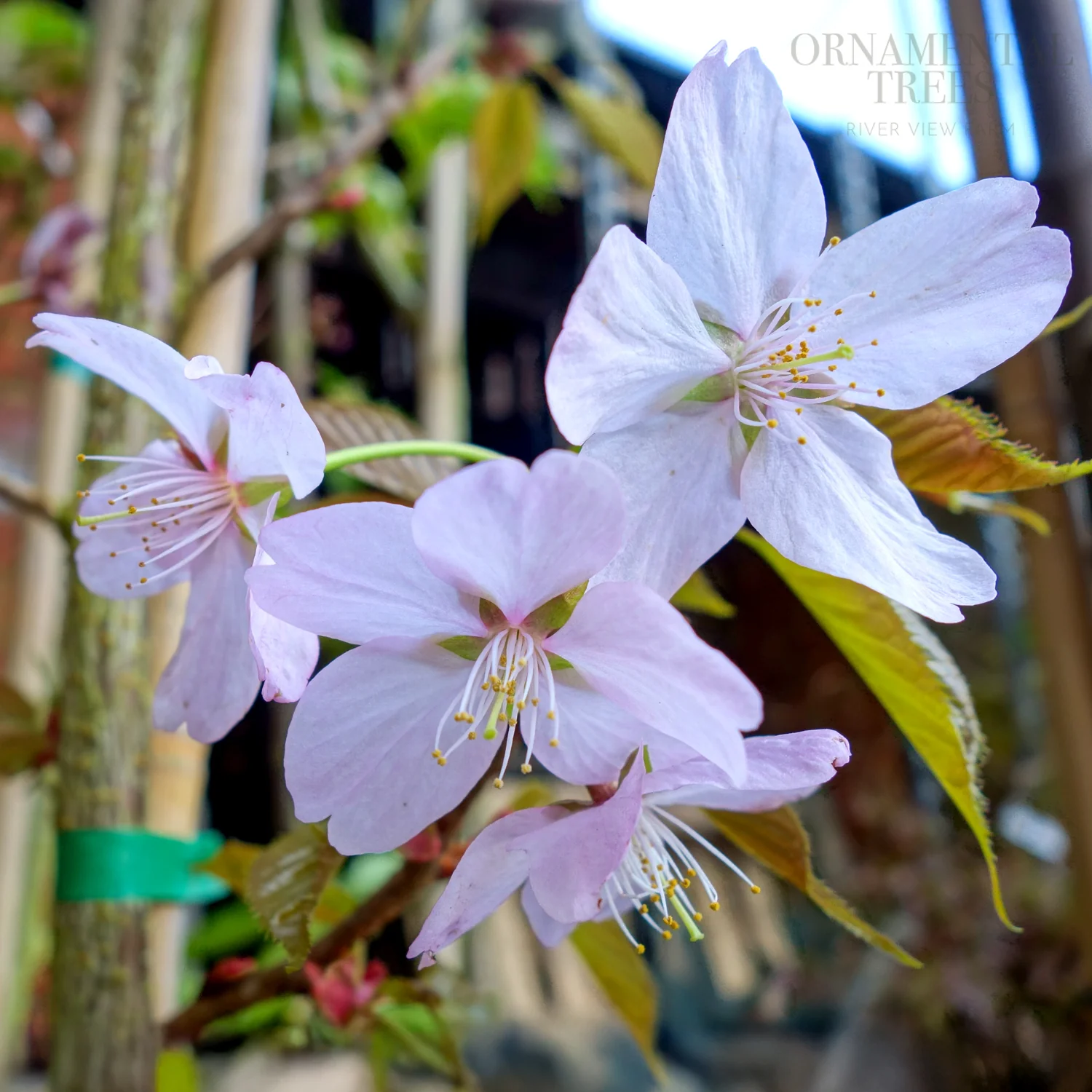 Prunus sargentii 'Rancho' Tree - Image 10