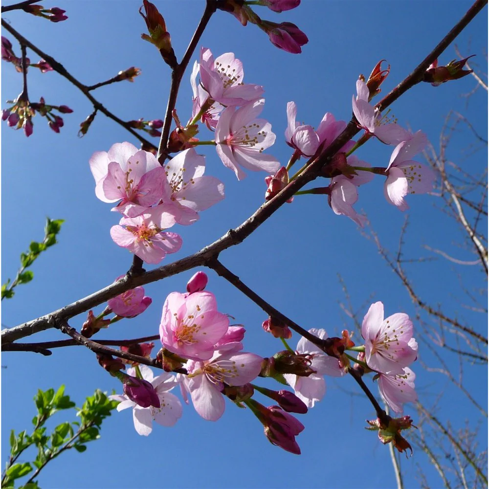 Prunus sargentii 'Rancho' Tree - Image 3