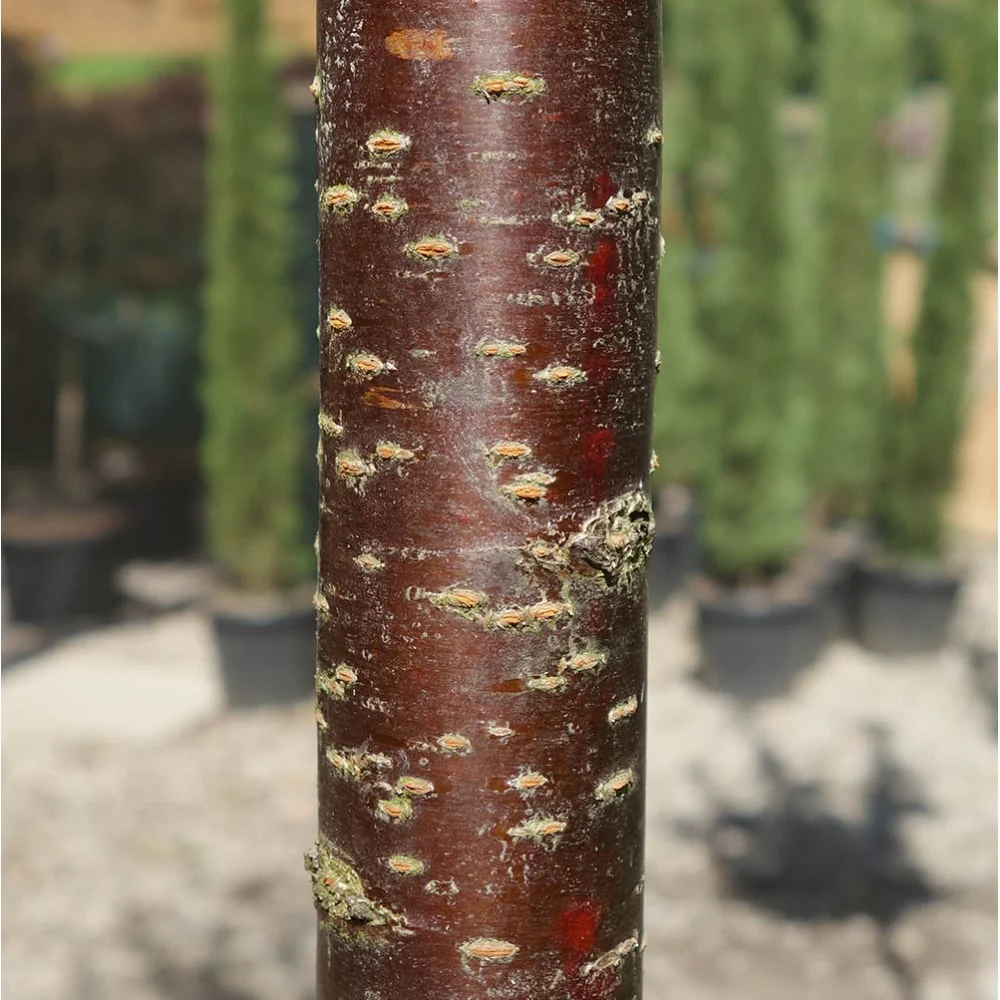 Prunus sargentii 'Rancho' Tree - Image 4