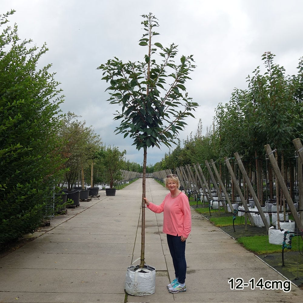 Prunus sargentii 'Rancho' Tree - Image 5