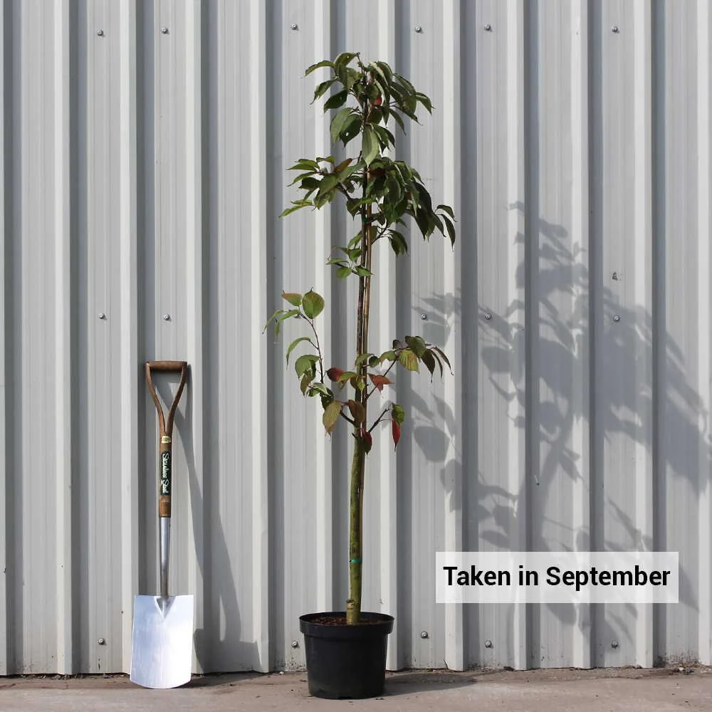 Prunus sargentii 'Rancho' Tree - Image 6