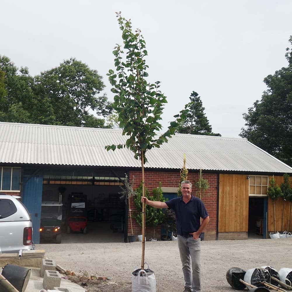 Prunus sargentii 'Rancho' Tree - Image 7