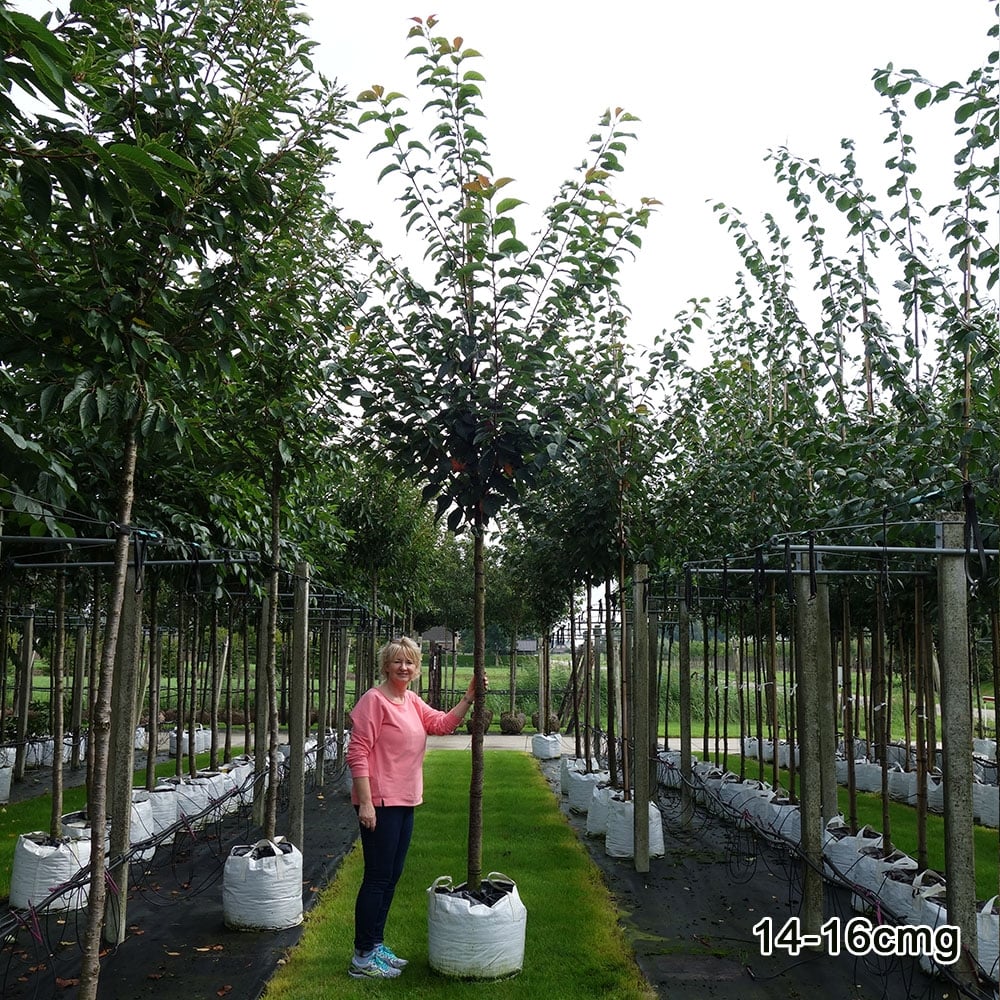 Prunus sargentii 'Rancho' Tree - Image 9
