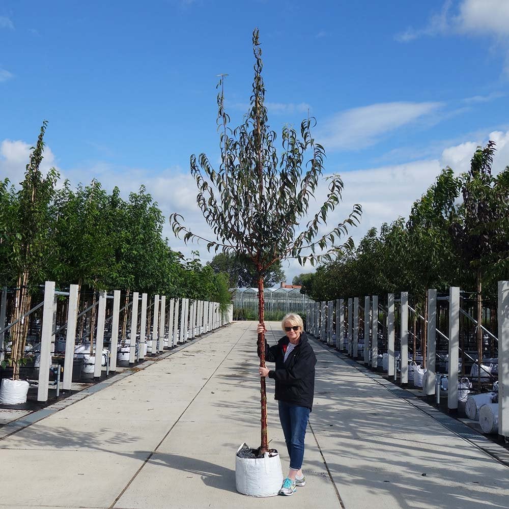 Prunus serrula Tree - Image 10