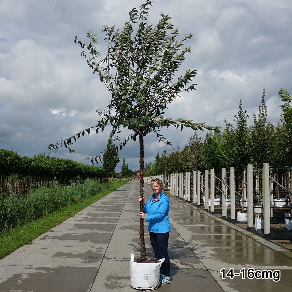 Prunus serrula Tree - Image 11