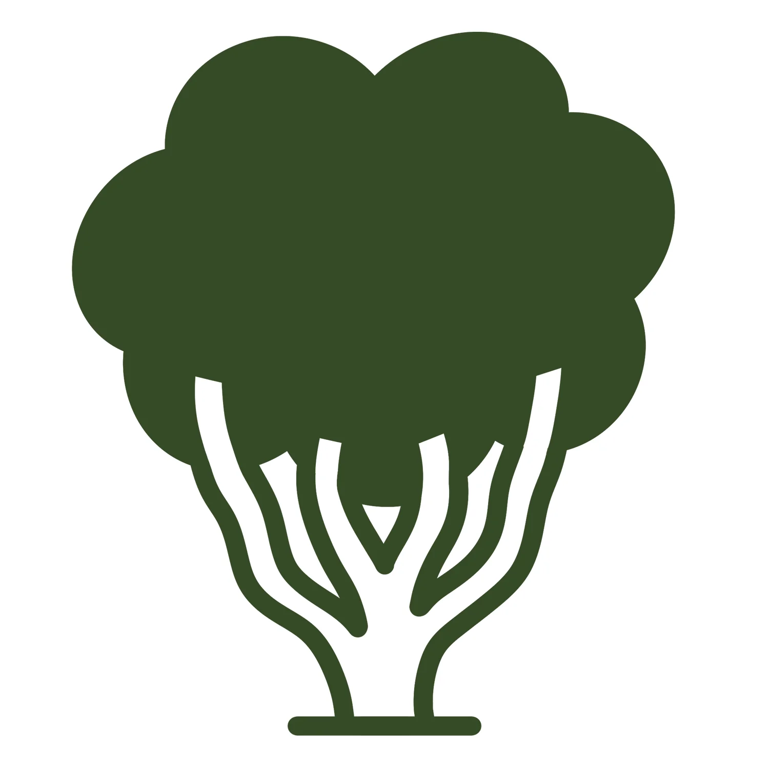Prunus serrula Tree - Image 12
