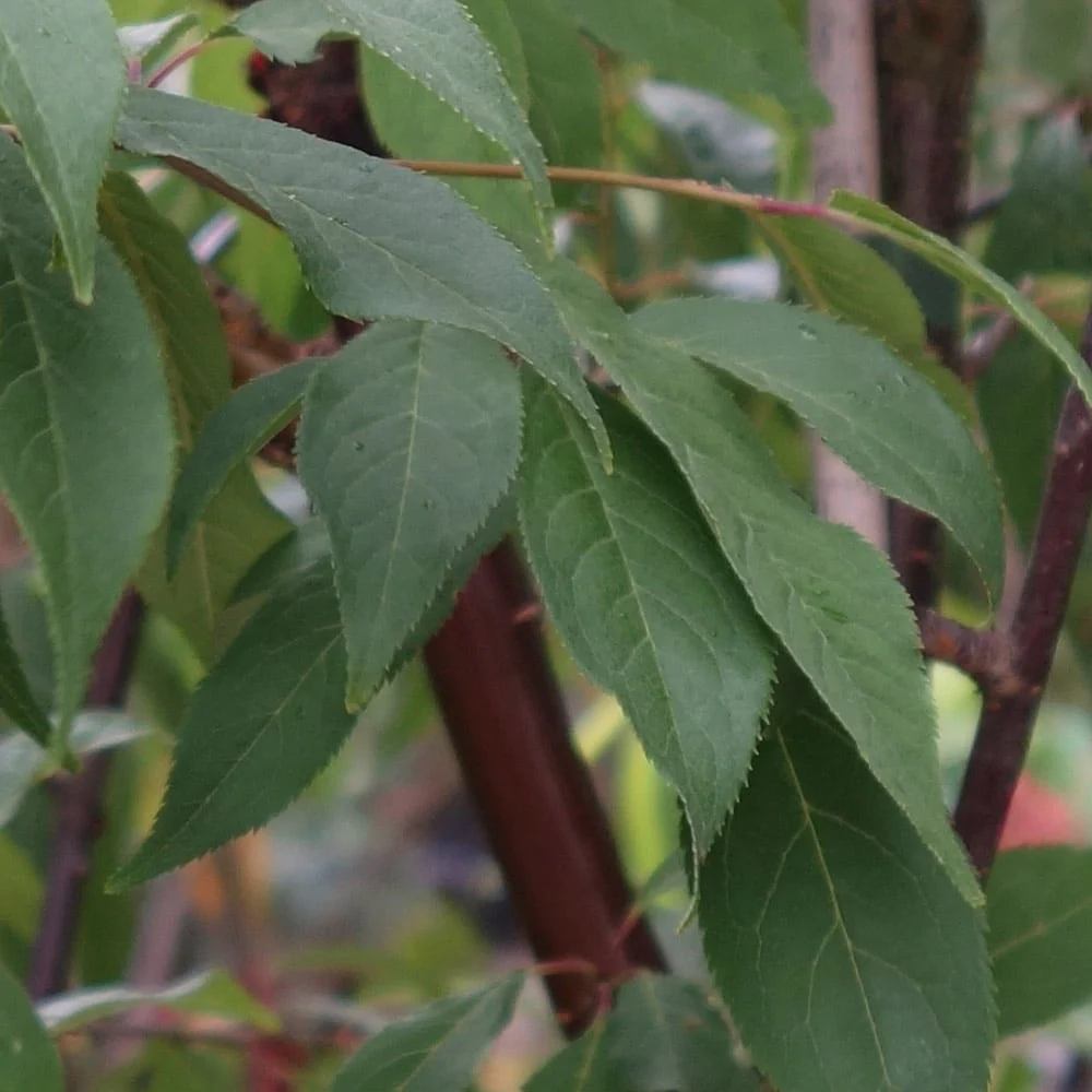 Prunus serrula Tree - Image 4