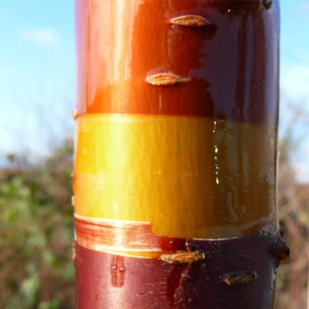 Prunus serrula Tree - Image 5