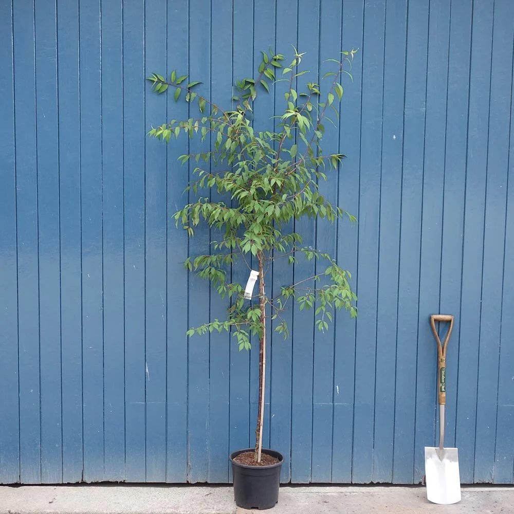 Prunus serrula Tree - Image 7