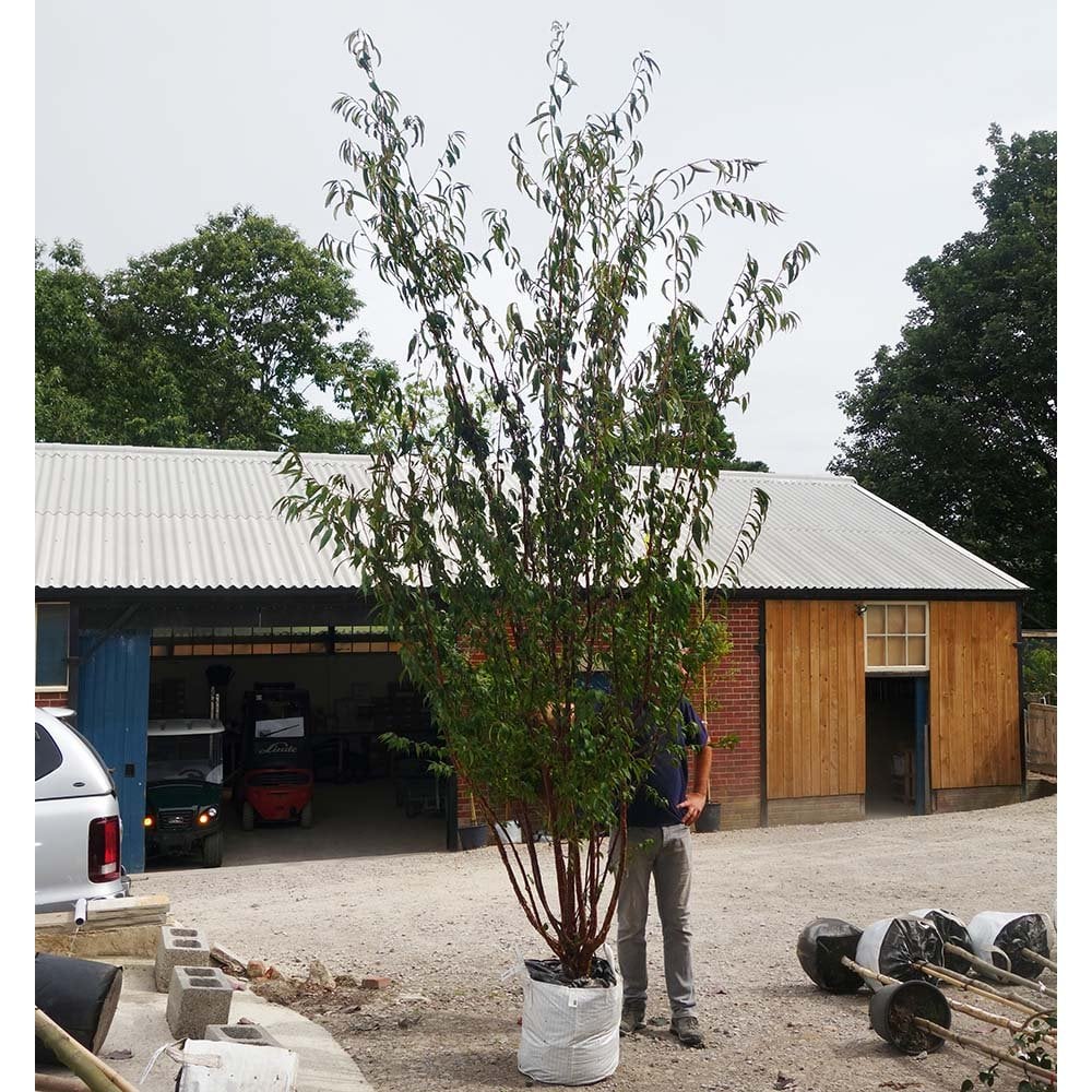 Prunus serrula Tree - Image 8