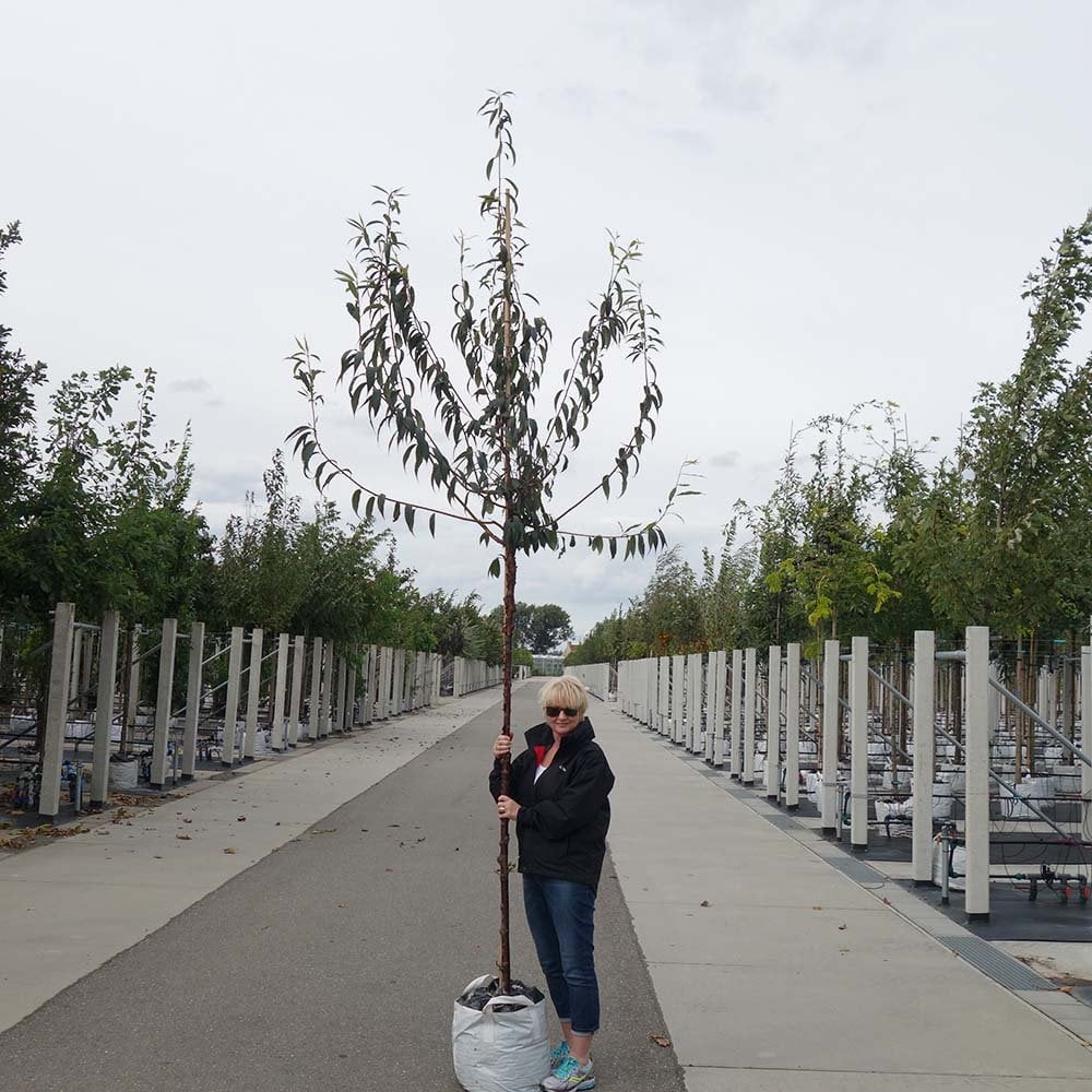 Prunus serrula Tree - Image 9