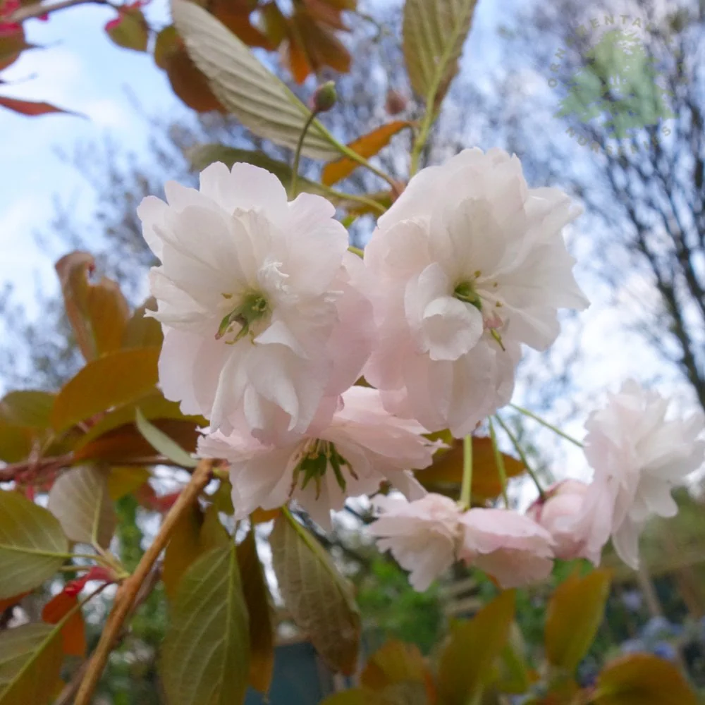 Prunus 'Shirofugen' Tree