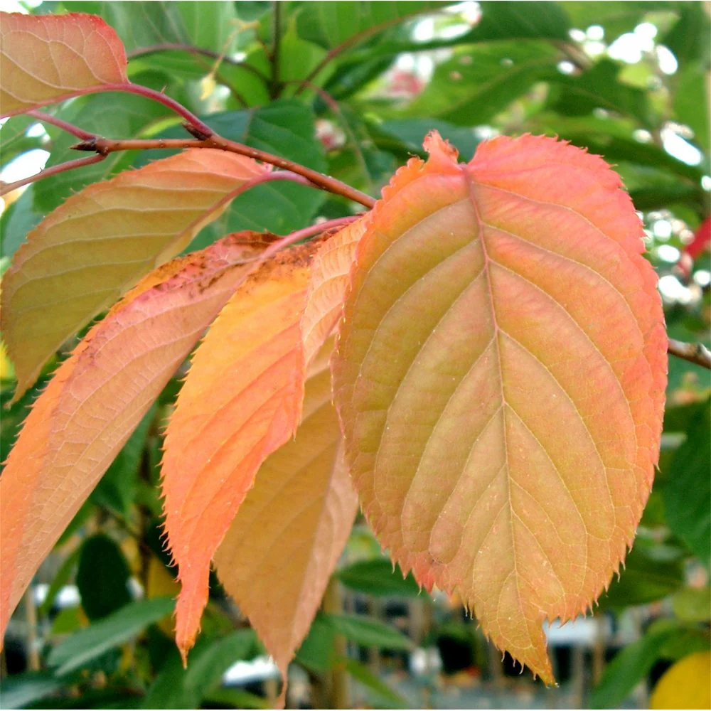 Prunus 'Shirofugen' Tree - Image 3