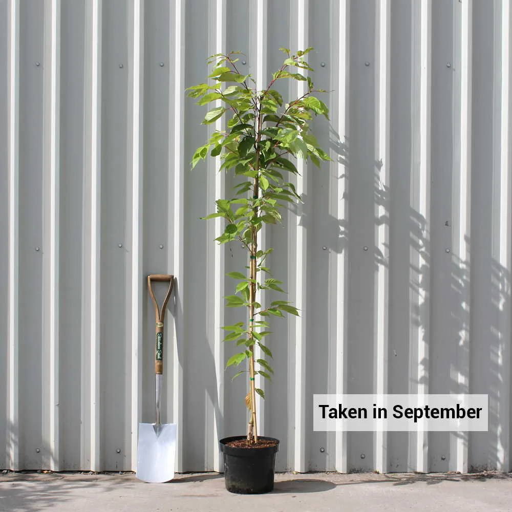 Prunus 'Shirofugen' Tree - Image 4