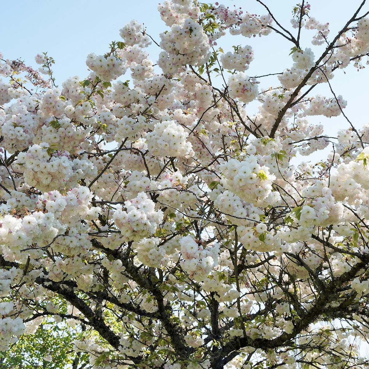 Prunus 'Shirotae' Tree