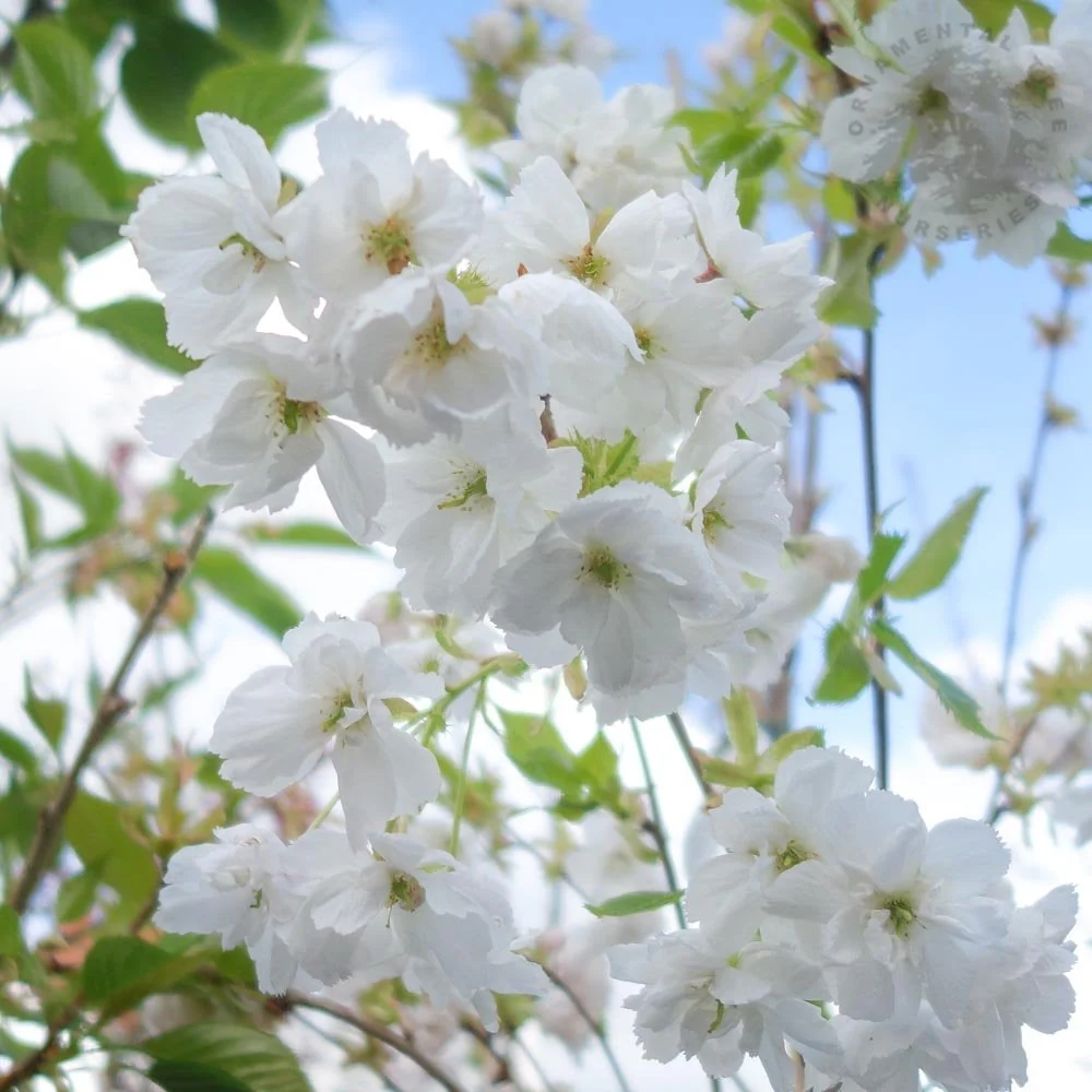 Prunus 'Shirotae' Tree - Image 2