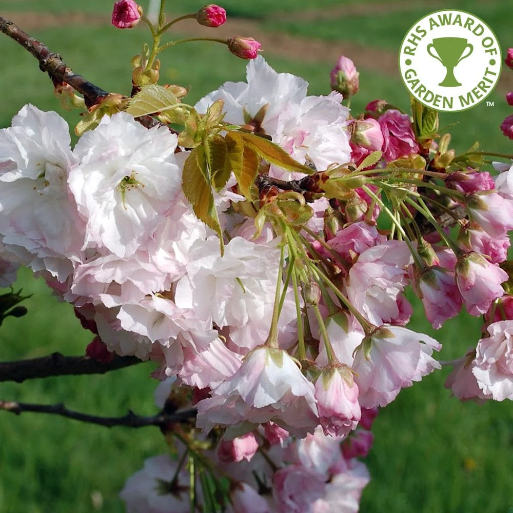 Prunus 'Shogetsu' - Shimidsu - Blushing Bride Tree - Image 2