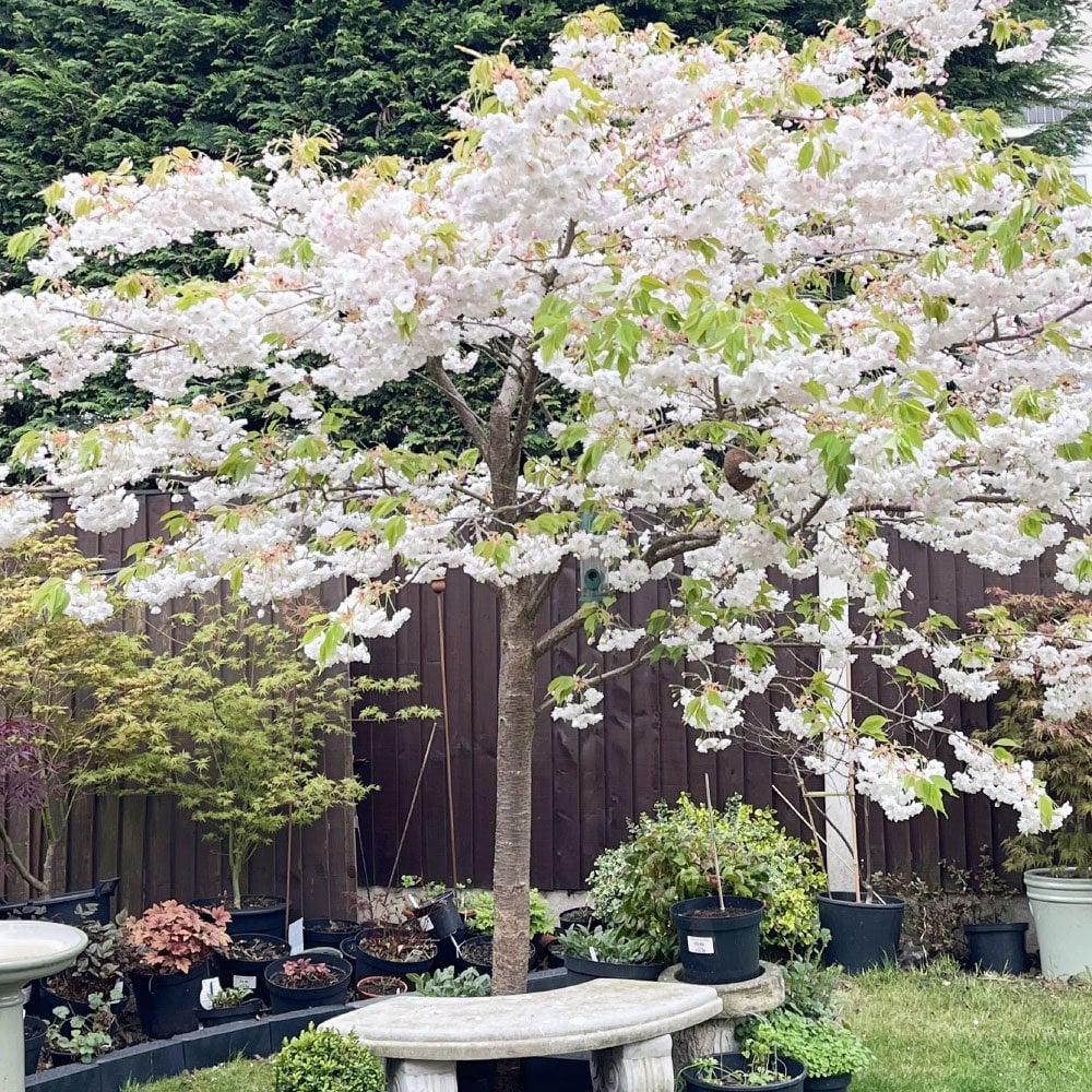 Prunus 'Shogetsu' - Shimidsu - Blushing Bride Tree - Image 3