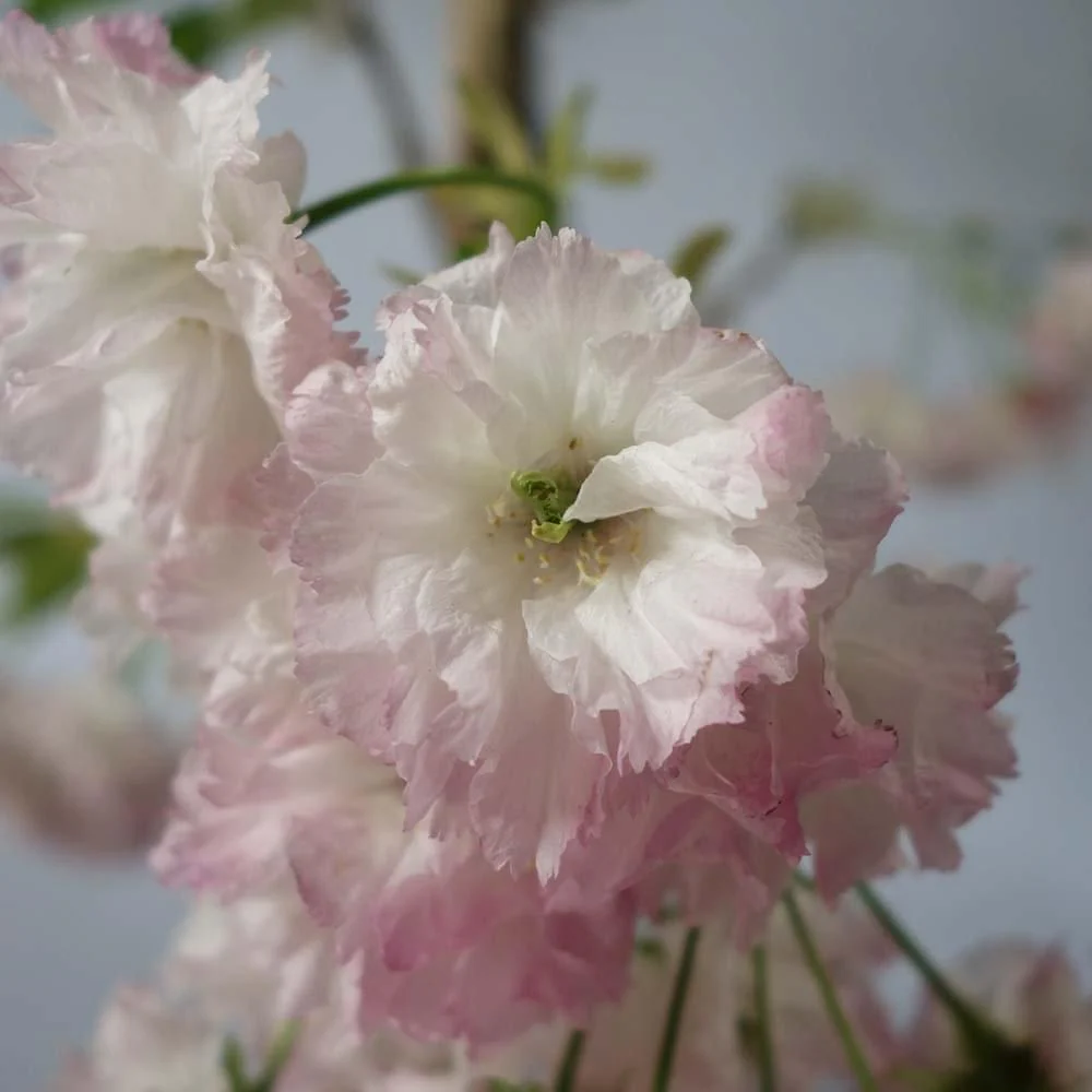 Prunus 'Shogetsu' - Shimidsu - Blushing Bride Tree - Image 4