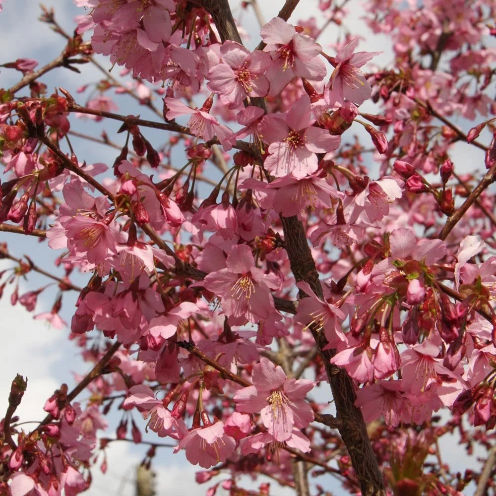 Prunus 'Shosar' Tree