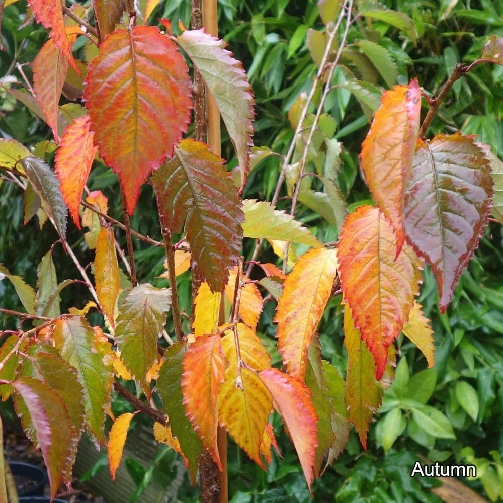 Prunus 'Shosar' Tree - Image 2