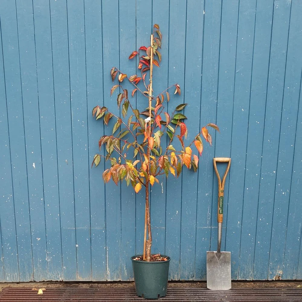 Prunus 'Shosar' Tree - Image 3
