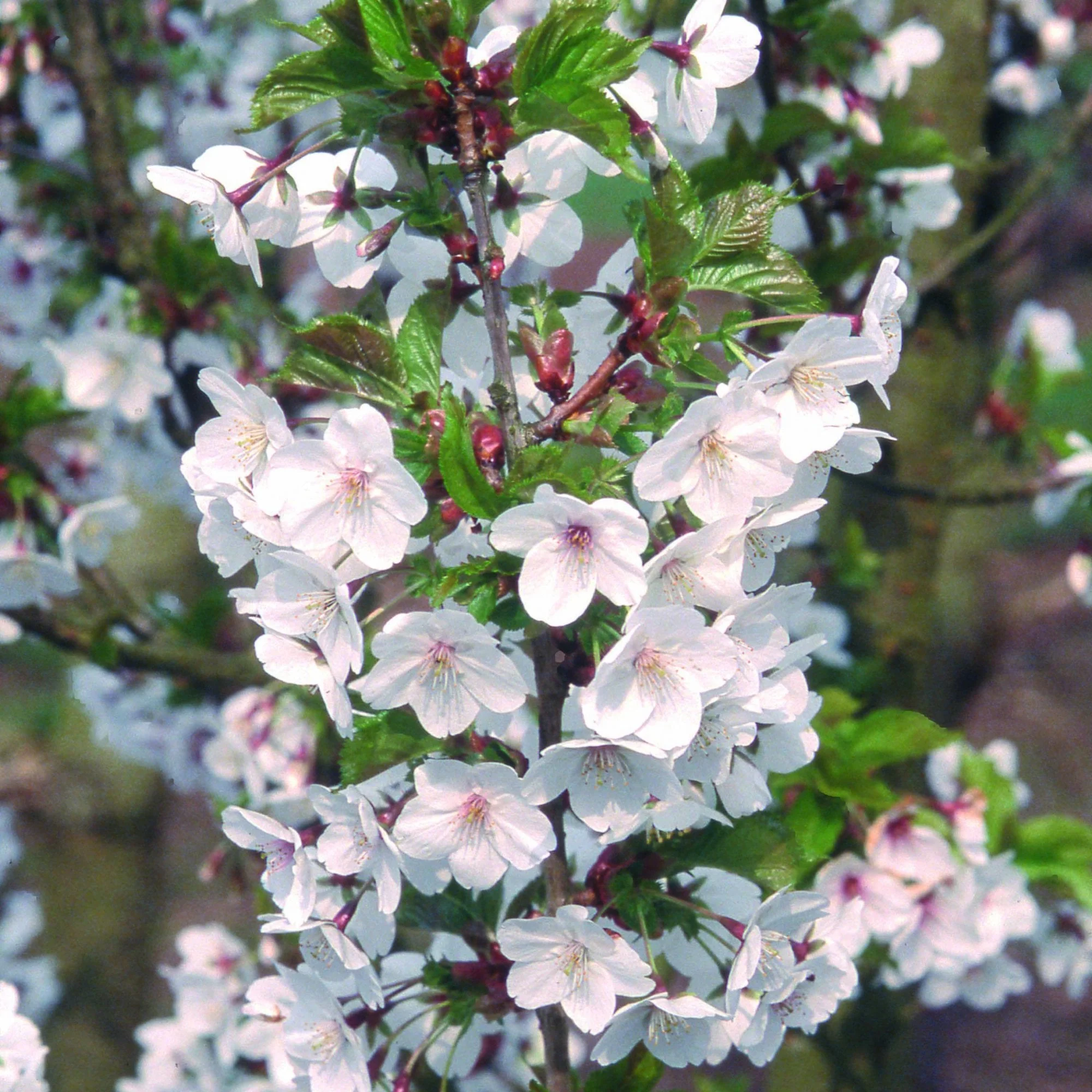 Prunus 'Snow Goose' or 'Umineko'