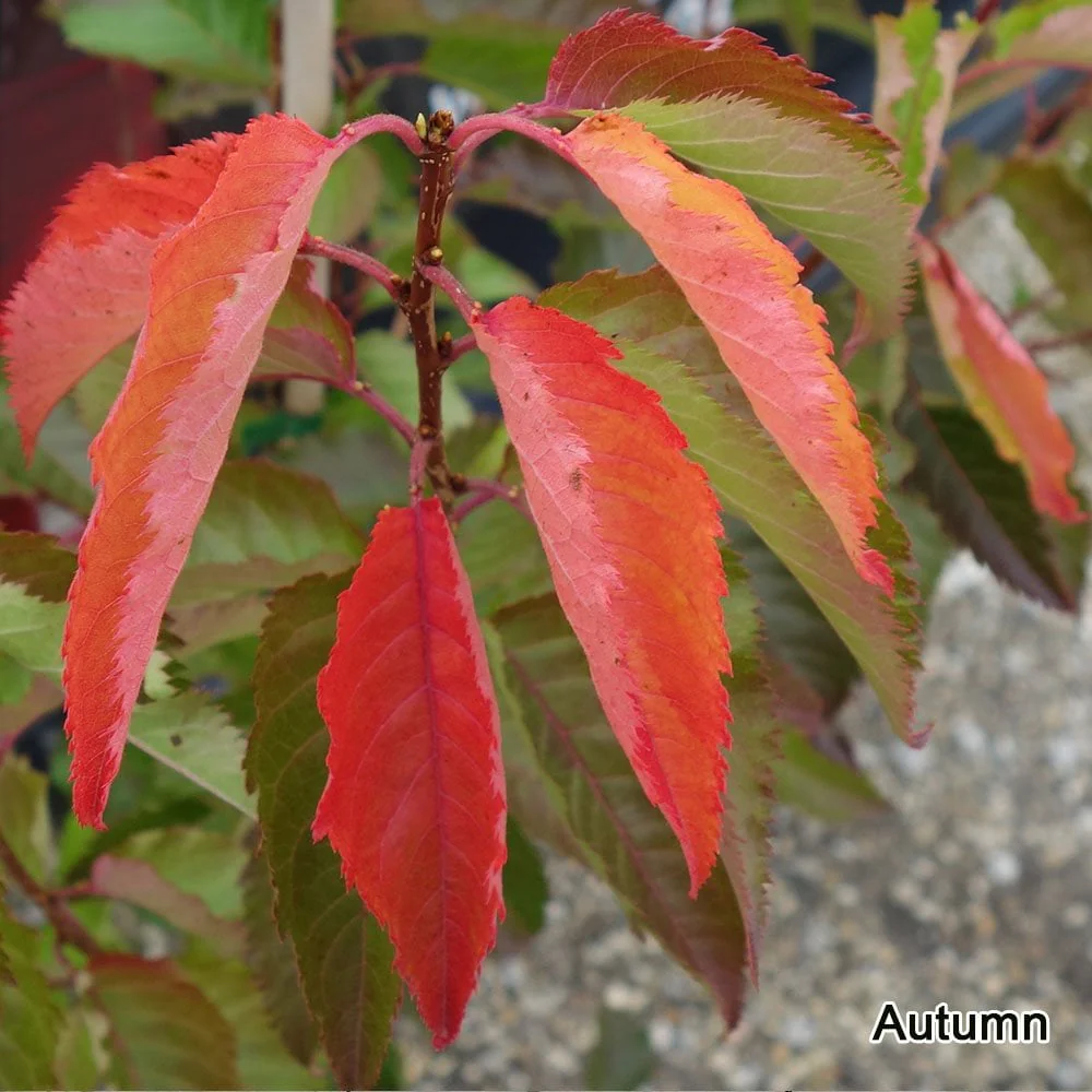 Prunus 'Snow Goose' or 'Umineko' - Image 3