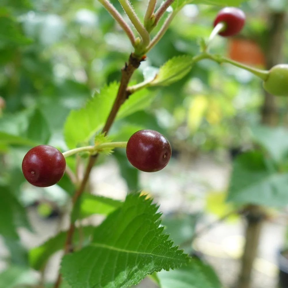 Prunus 'Snow Goose' or 'Umineko' - Image 4