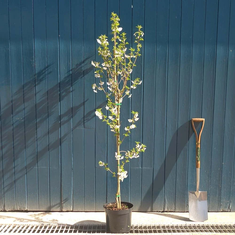 Prunus 'Snow Goose' or 'Umineko' - Image 6