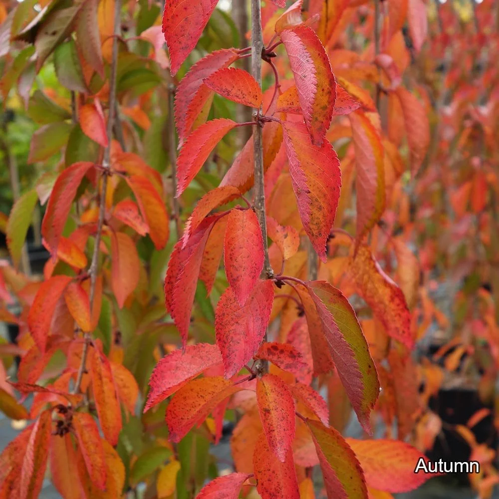 Prunus 'Snow Showers' - 'Hillings Weeping' Tree - Image 3