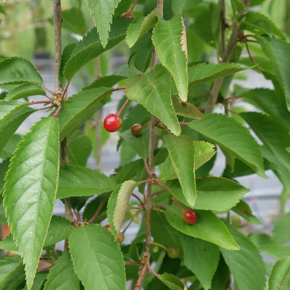 Prunus 'Snow Showers' - 'Hillings Weeping' Tree - Image 4