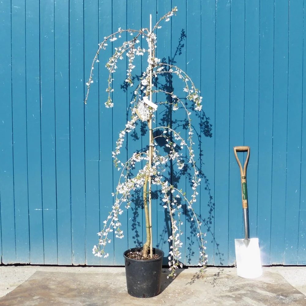 Prunus 'Snow Showers' - 'Hillings Weeping' Tree - Image 5