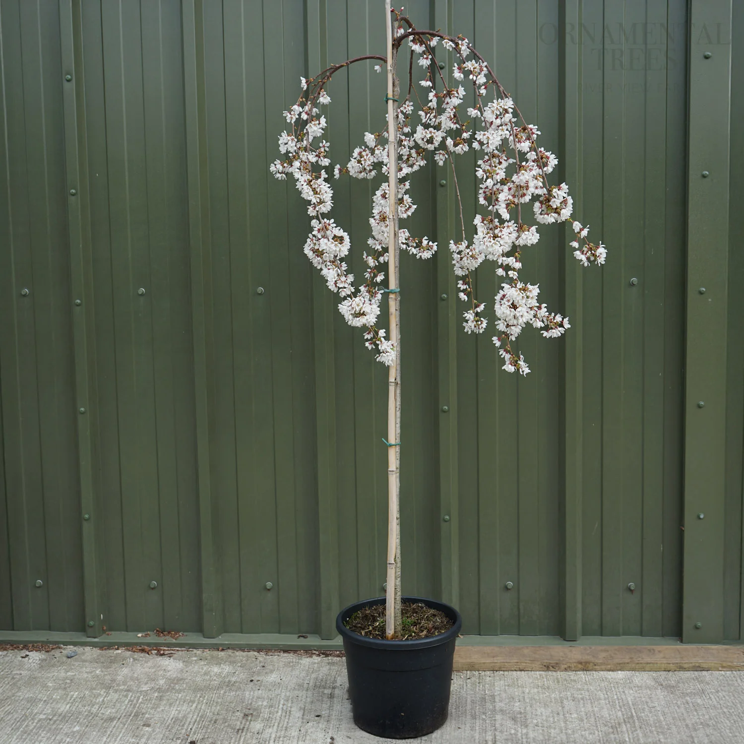 Prunus 'Snow Showers' - 'Hillings Weeping' Tree - Image 6