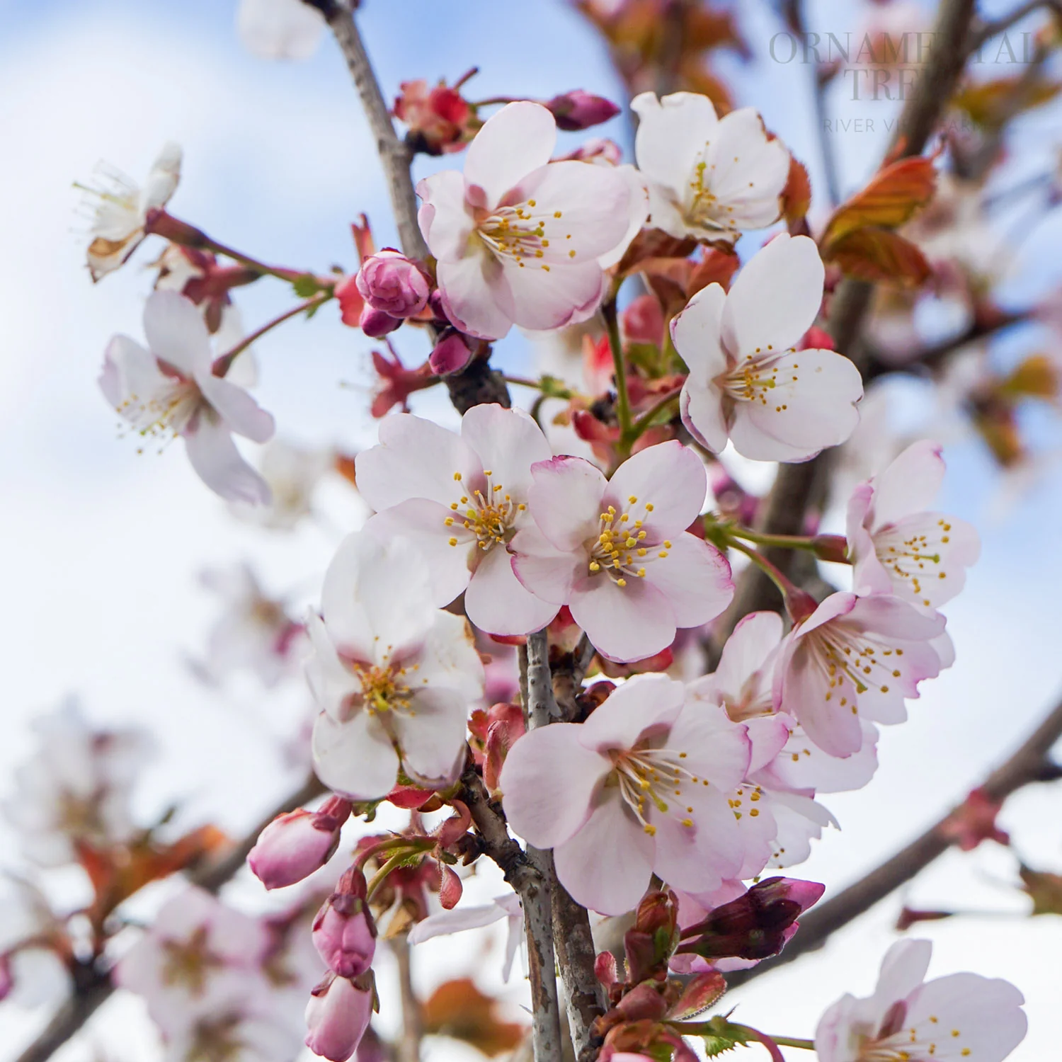 Prunus 'Spire' Tree