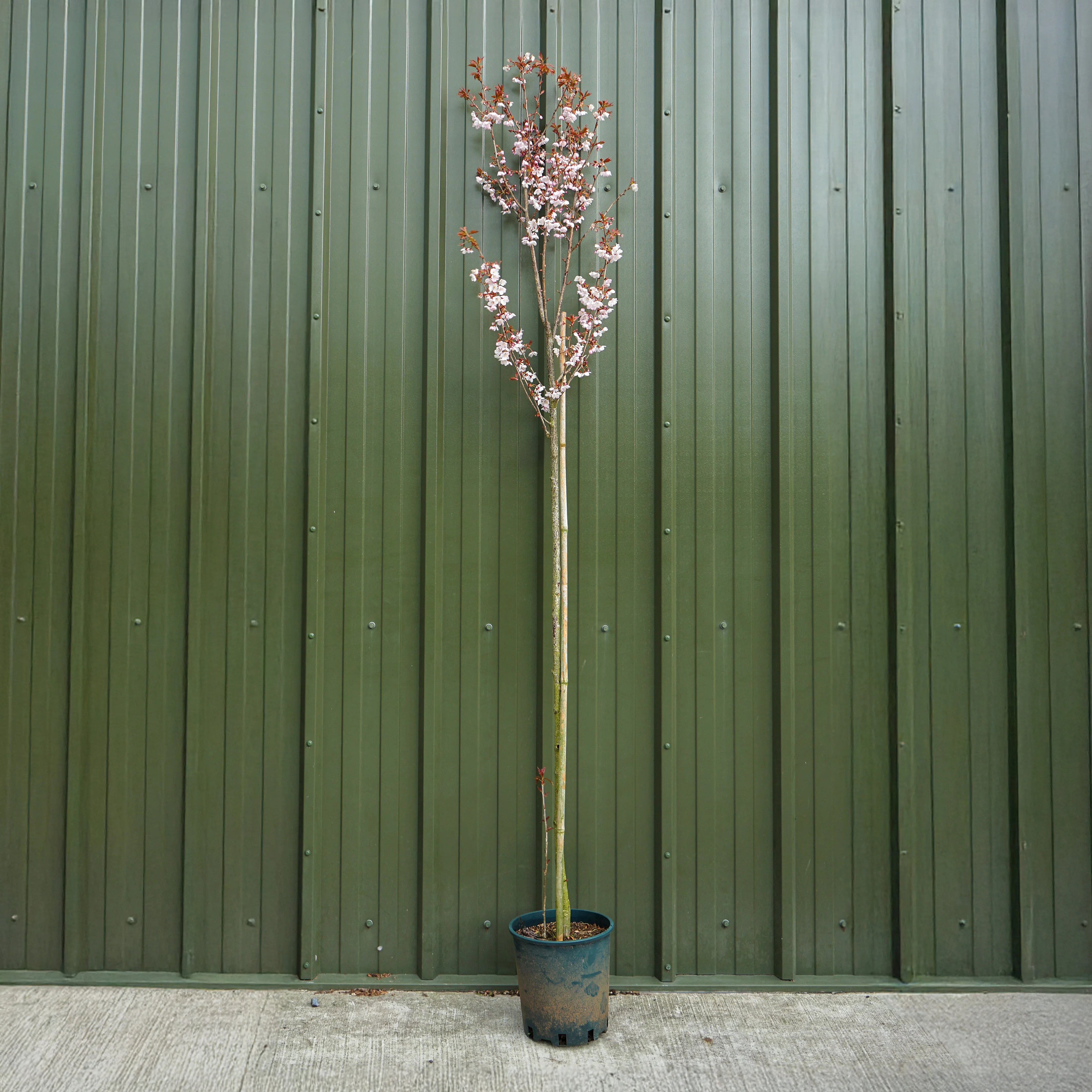 Prunus 'Spire' Tree - Image 2
