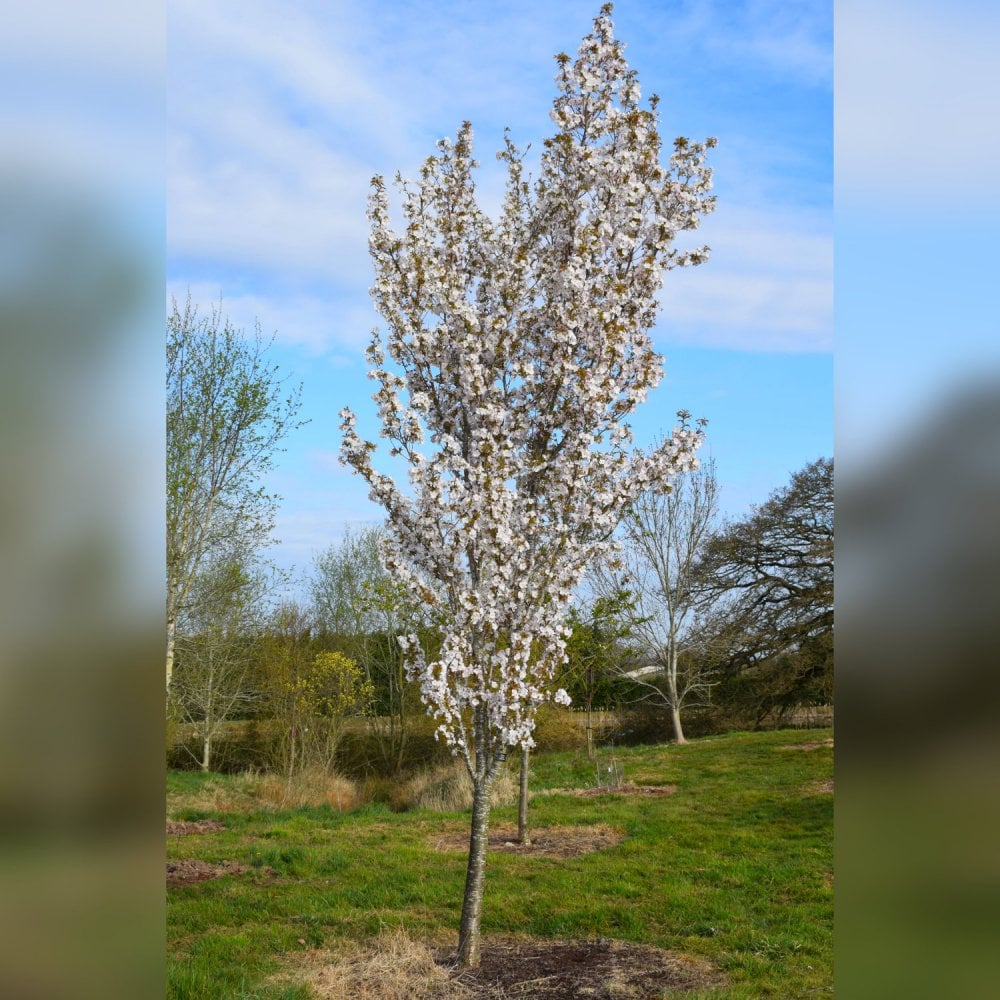Prunus 'Sunset Boulevard' Tree - Image 3