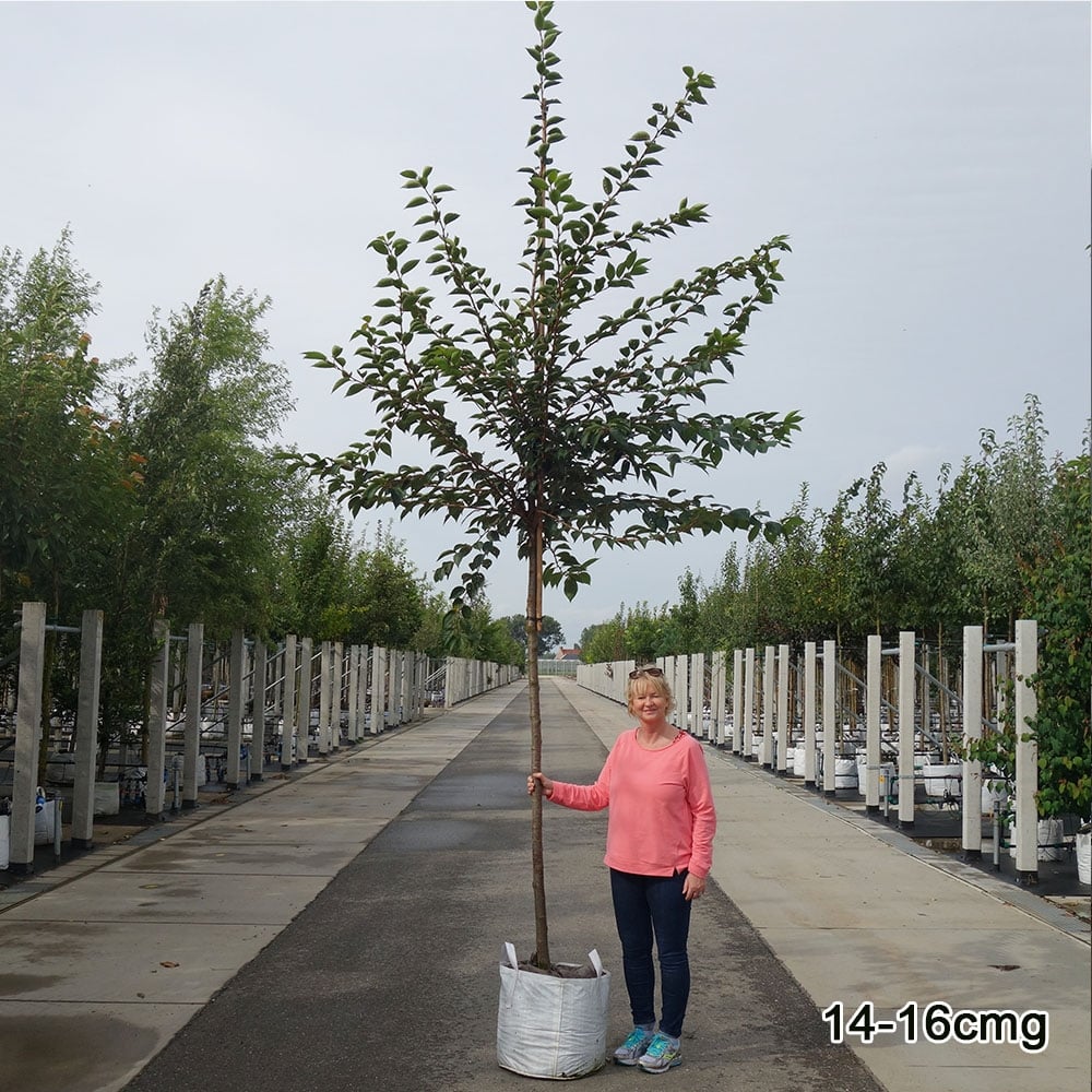 Prunus 'Taihaku' Tree - Image 7