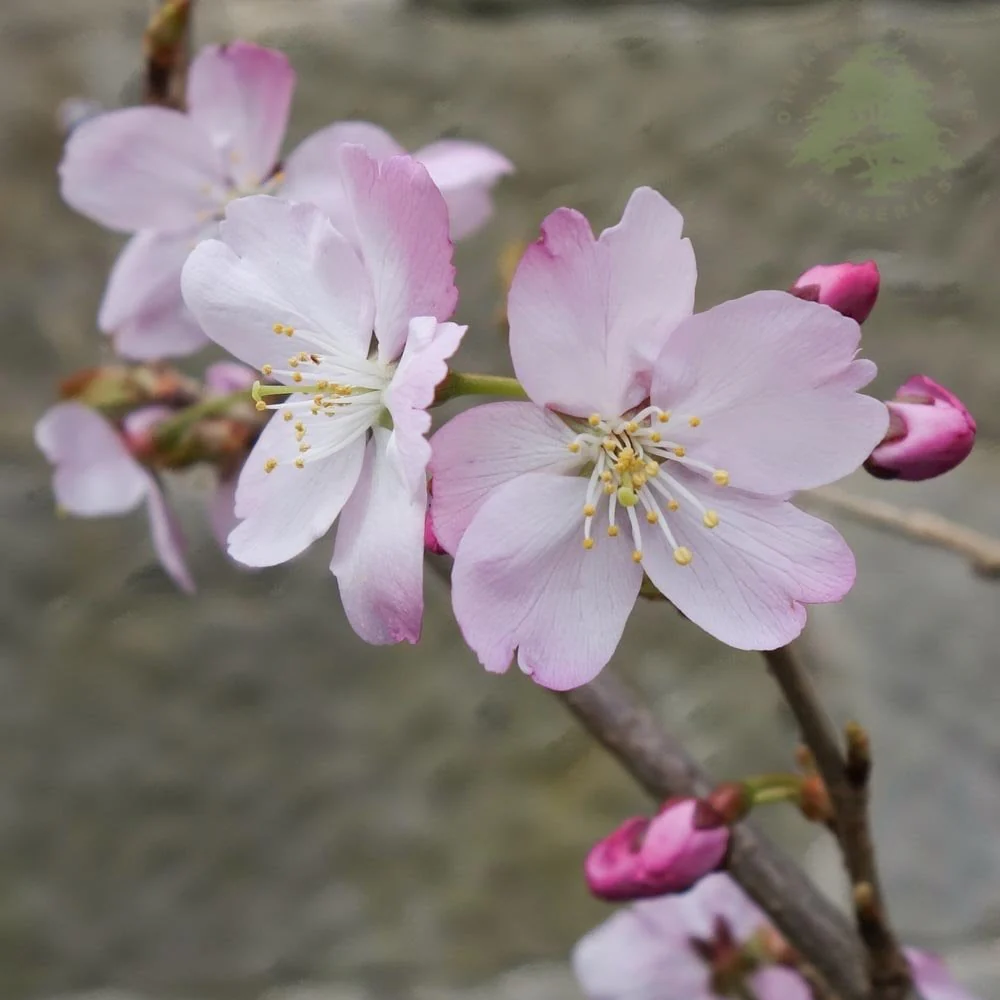 Prunus 'Tiltstone Hellfire' Tree