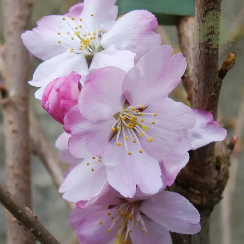 Prunus 'Tiltstone Hellfire' Tree - Image 2