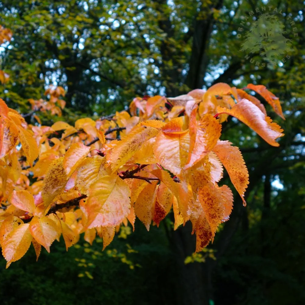 Prunus 'Tiltstone Hellfire' Tree - Image 3
