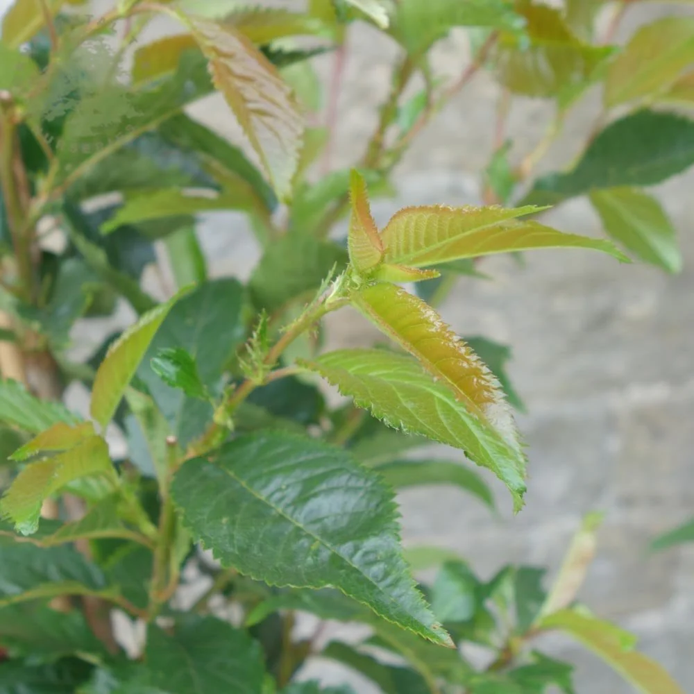Prunus 'Tiltstone Hellfire' Tree - Image 4