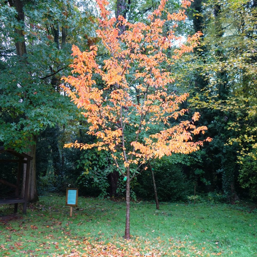 Prunus 'Tiltstone Hellfire' Tree - Image 5