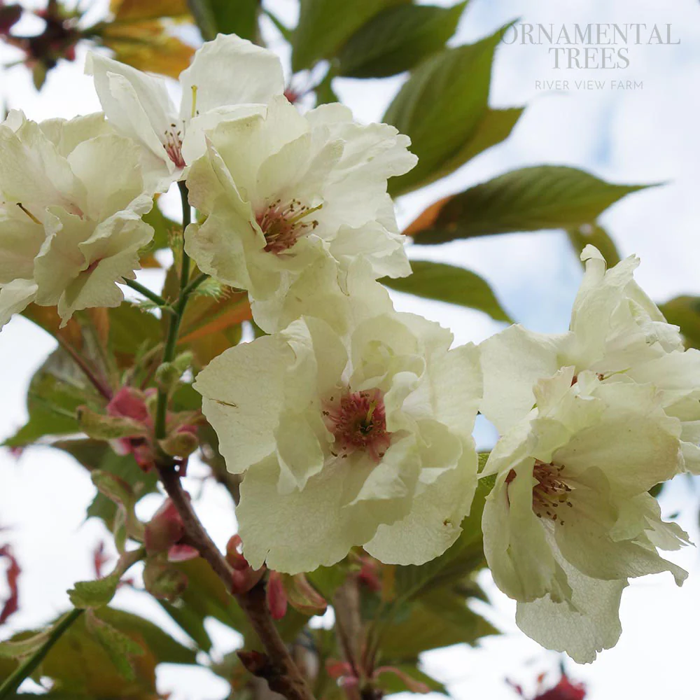 Prunus 'Ukon' Tree